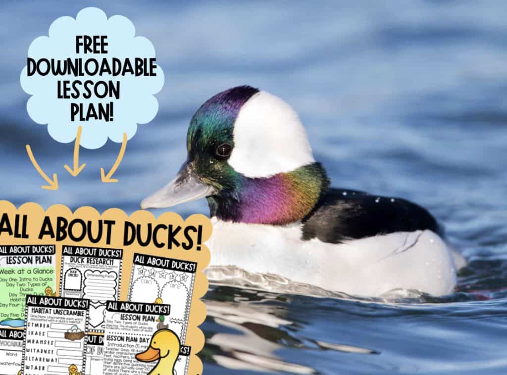 View of Quack, Quack! A Free Unit Plan on Ducks for Kids - A-Z Animals